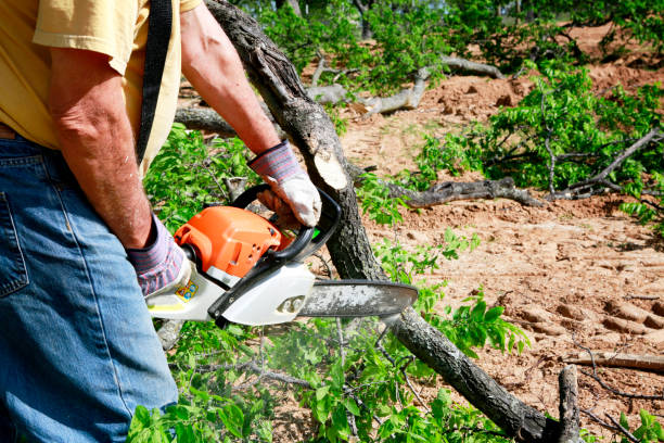 Residential Tree Removal in Jefferson, MD